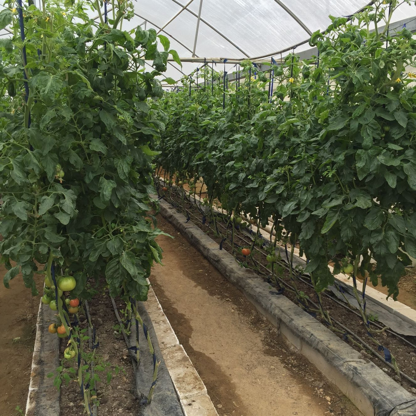 農膜廠家直銷耐老化鋤草膜黑色全新料地膜果樹除草地膜定做示例圖7