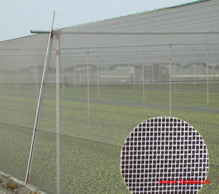 蔬菜防虫网  防虫网 40目防虫网 新型防虫网 全新防虫网图5