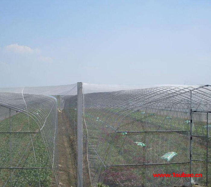 蔬菜防虫网  防虫网 40目防虫网 新型防虫网 全新防虫网图2