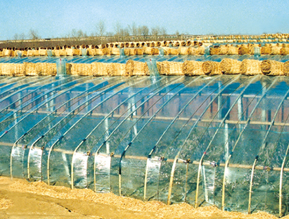 环保型聚氯乙烯防雾无滴棚膜