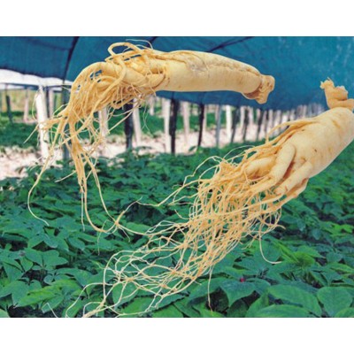 聚氯乙烯人参膜