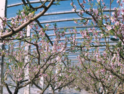 聚氯乙烯果树专用膜