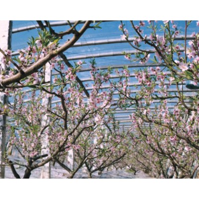 聚氯乙烯果树专用膜