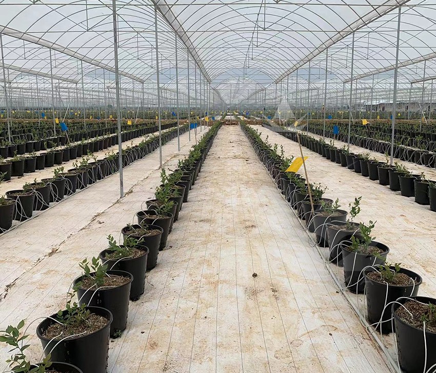 雷马蓝莓专用高端防草布